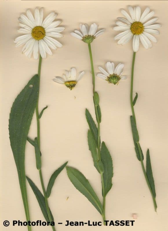 Große Margerite 19
