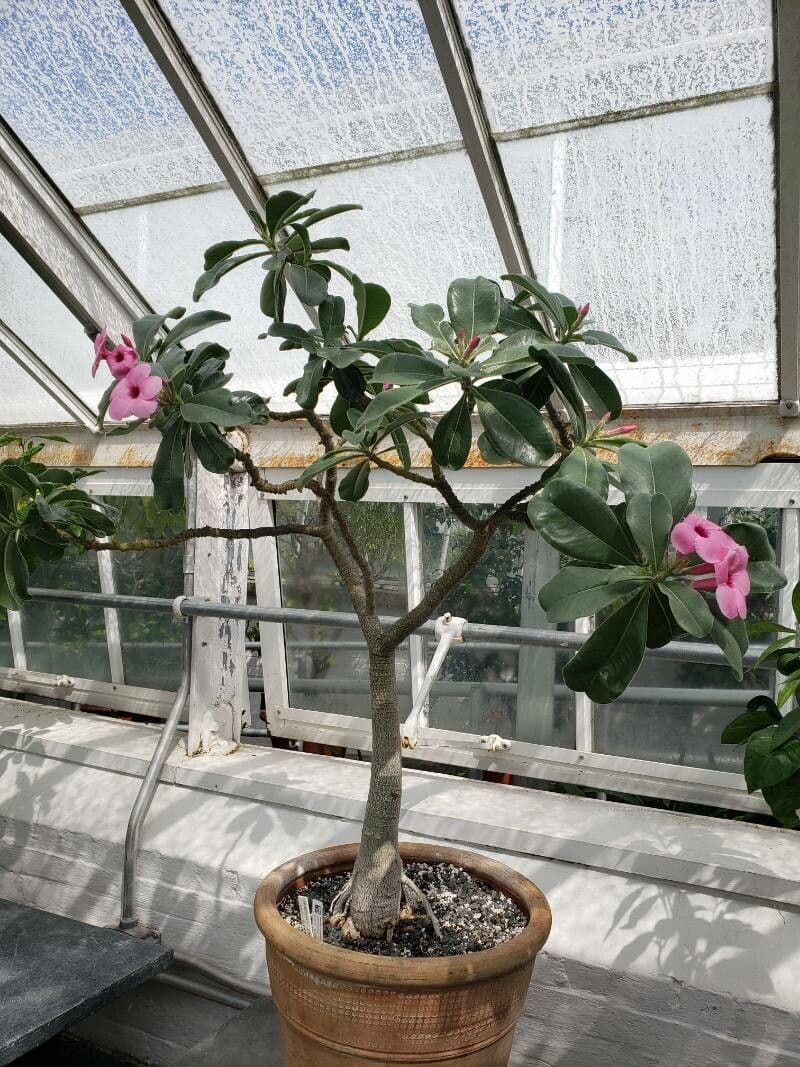 Adenium 6