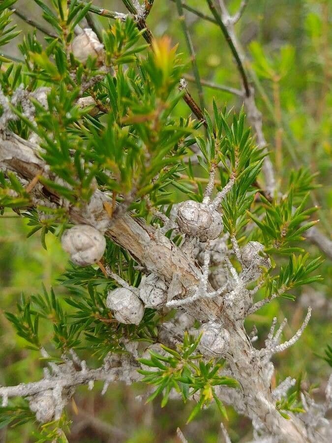 Leptospermum