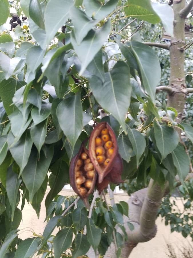 Brachychiton 3