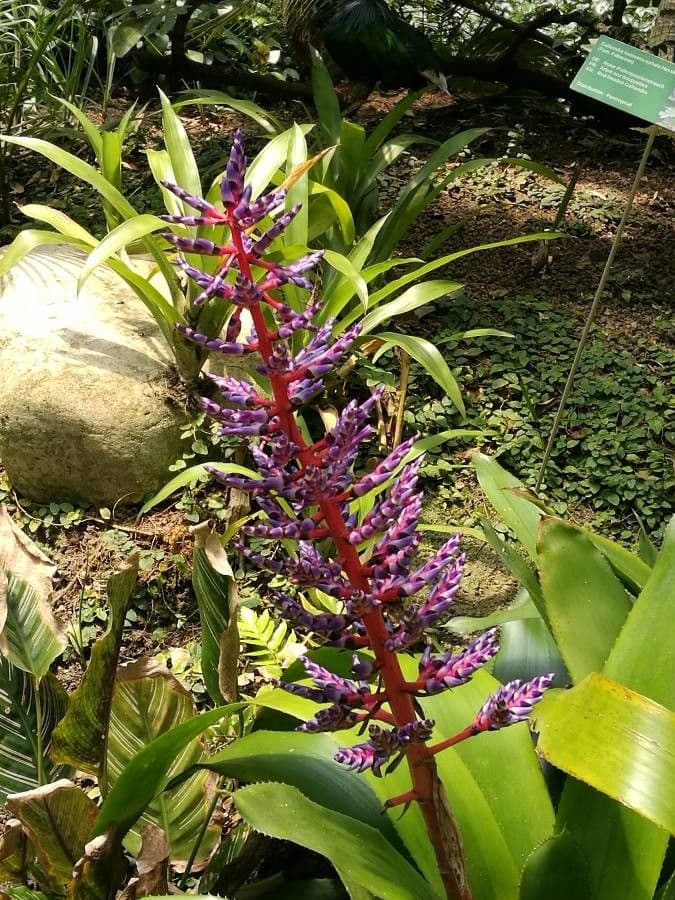 Aechmea 10