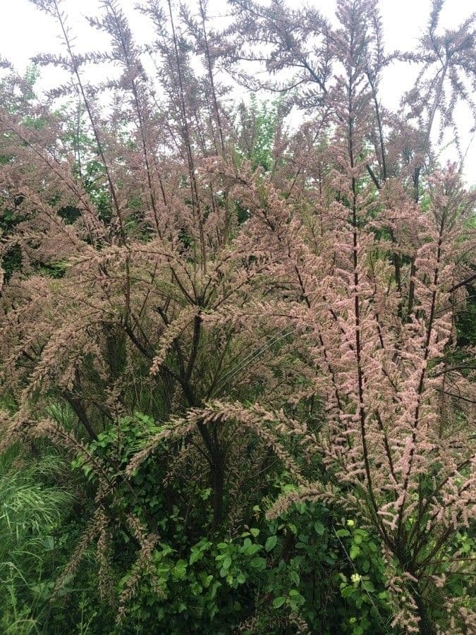 Tamarix parviflora 7