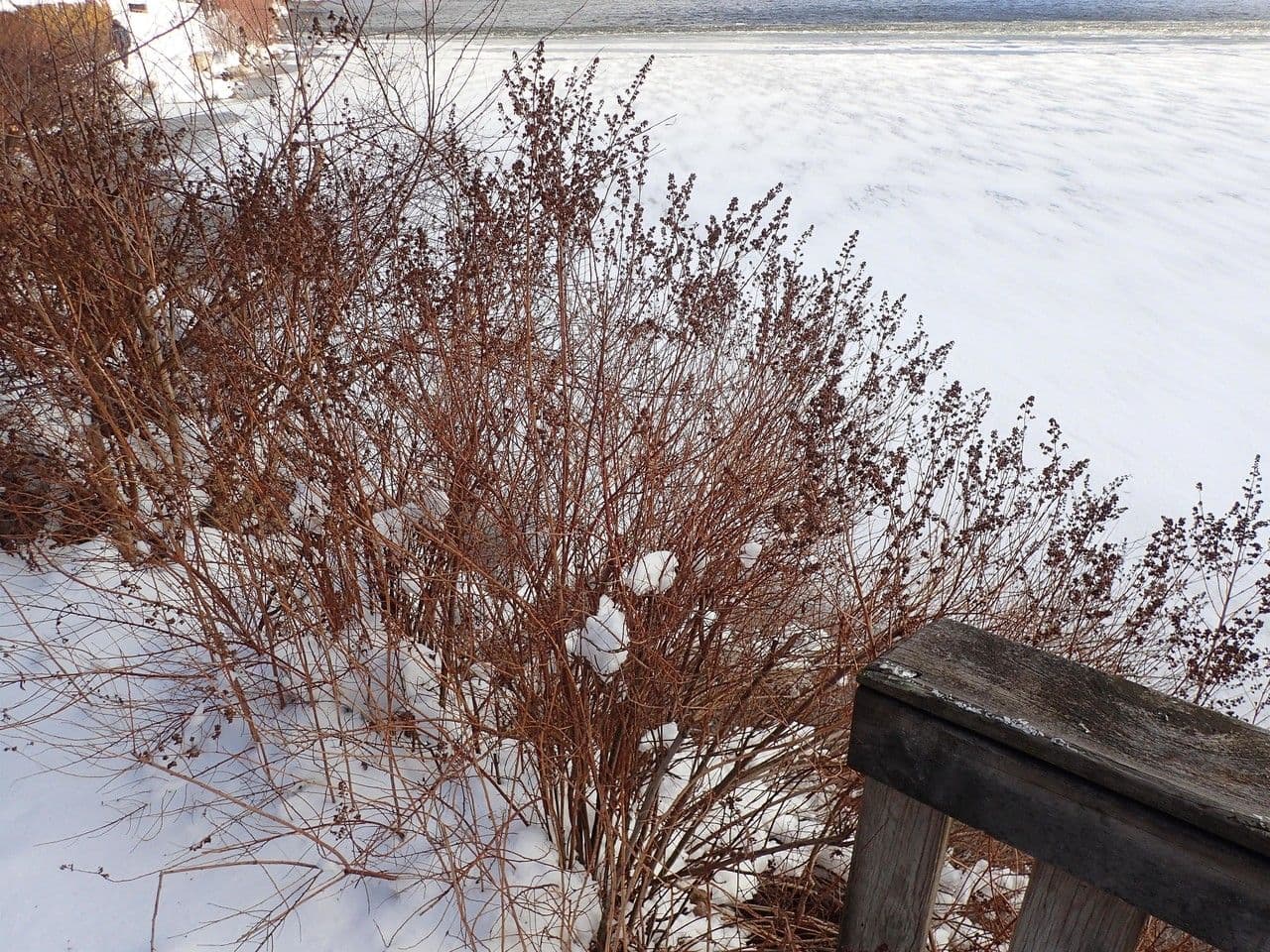Spirea bianca 11