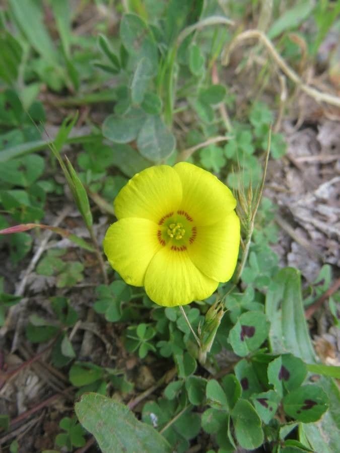 Oxalis conorrhiza 5