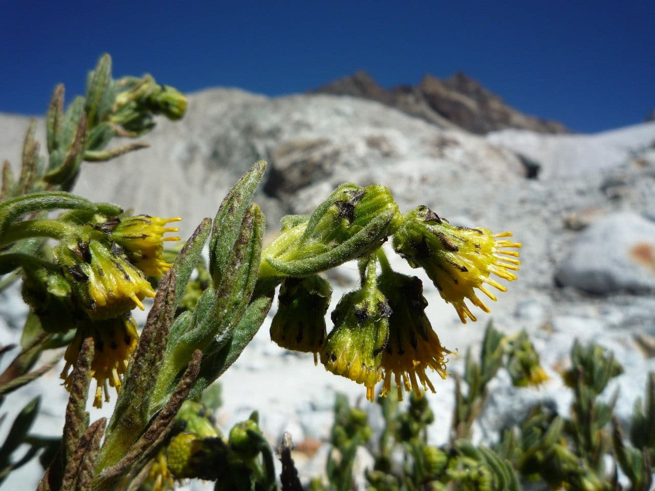 Senecio 4