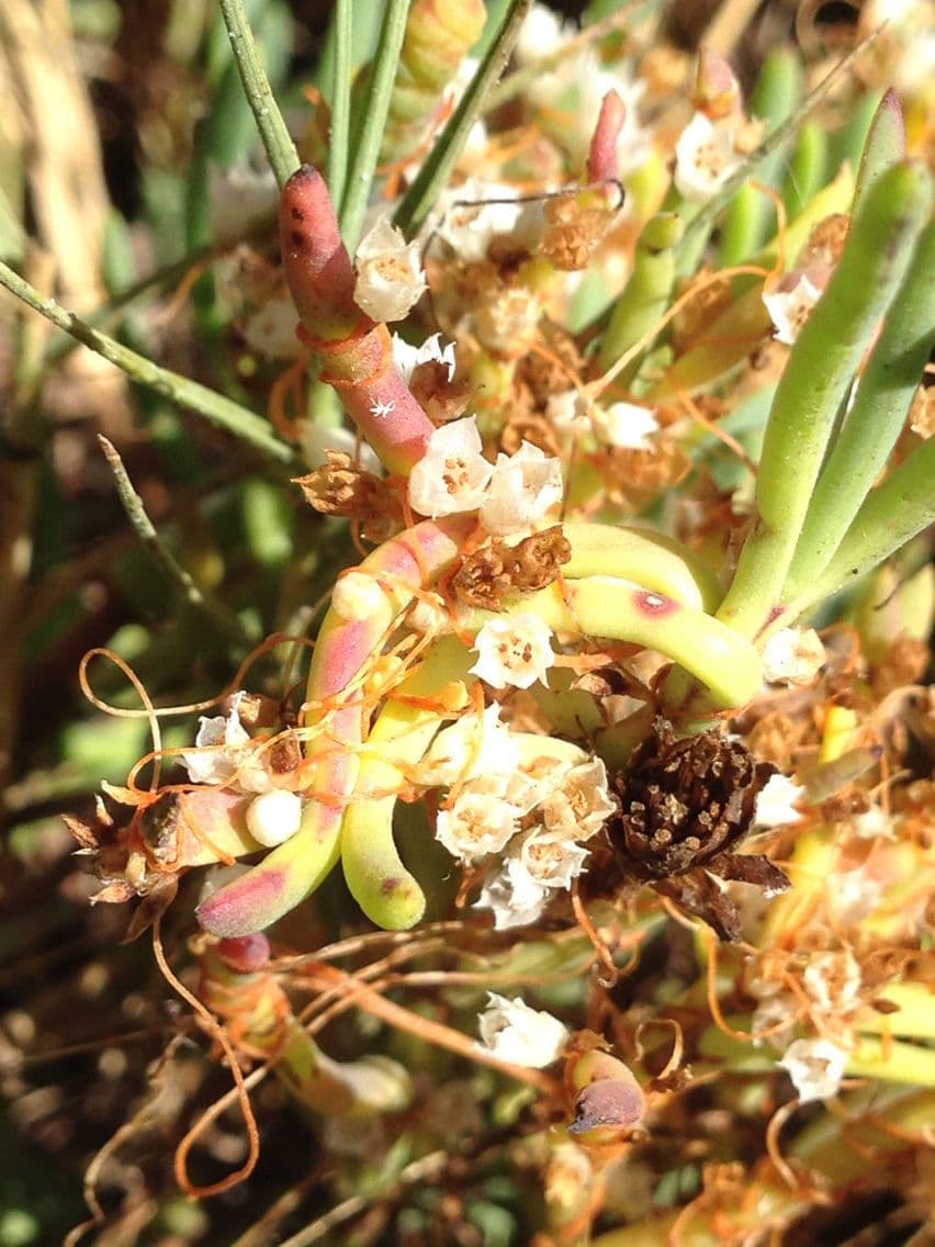 Cuscuta delle saline 3
