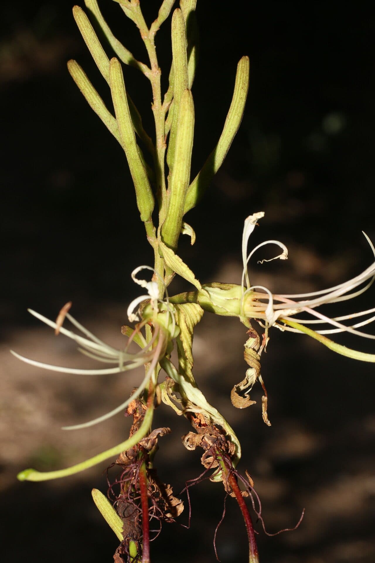Bauhinia ungulata 2