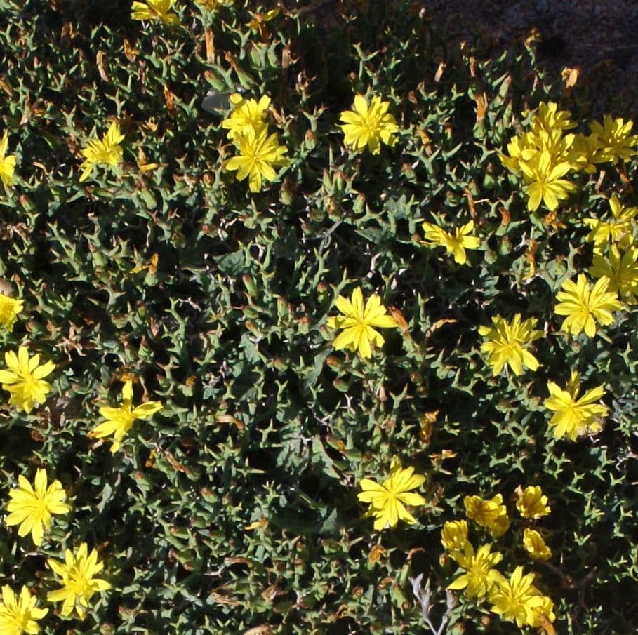 Launaea cervicornis 15