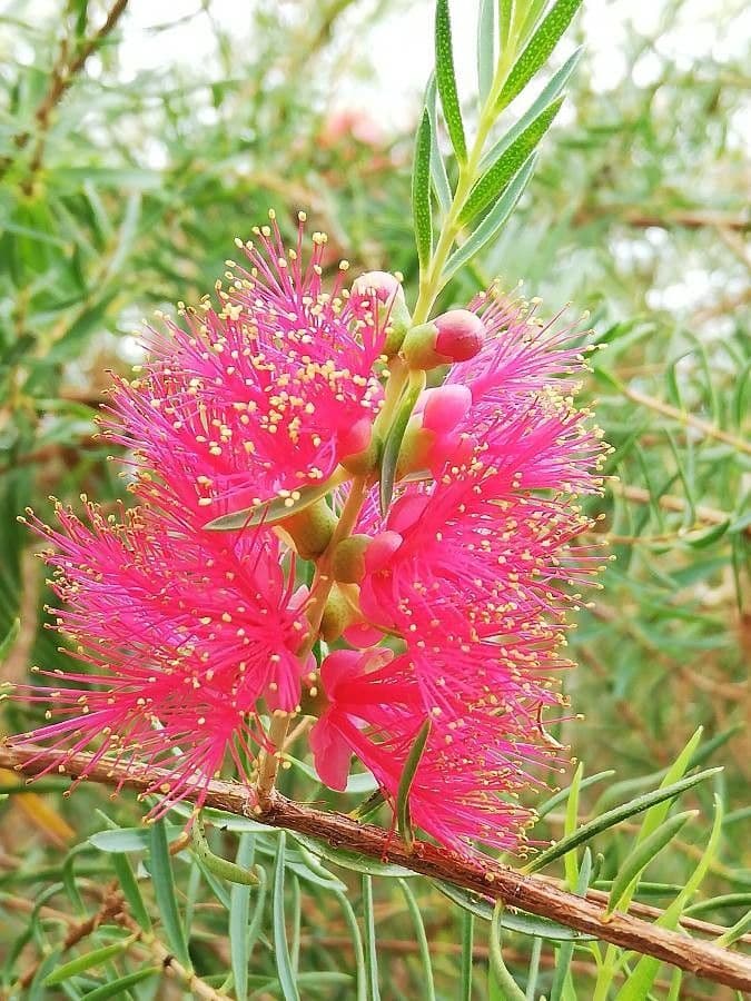 Melaleuca