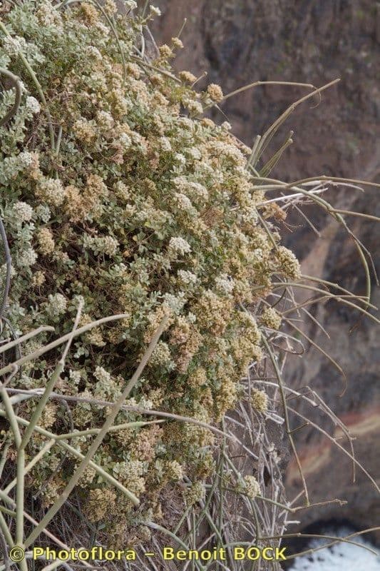 Polycarpaea