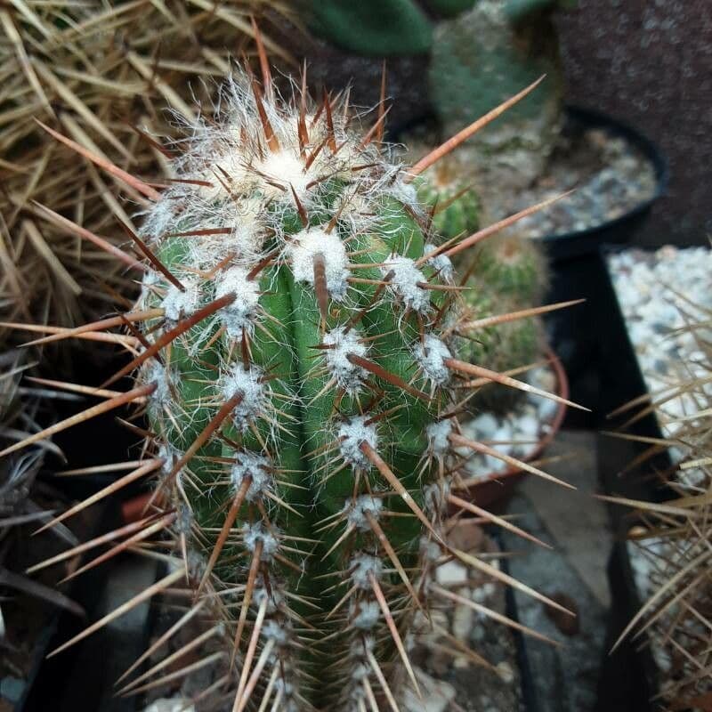 Oreocereus 5