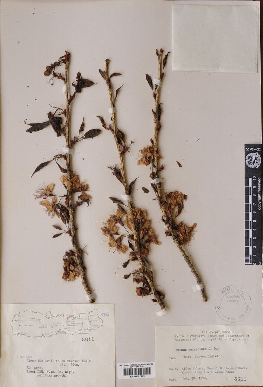 Ciliegio himalayano 6