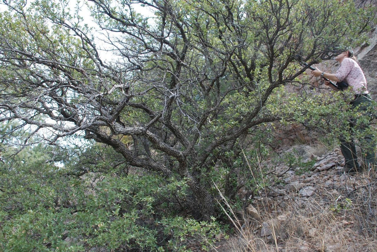 Quercia 4