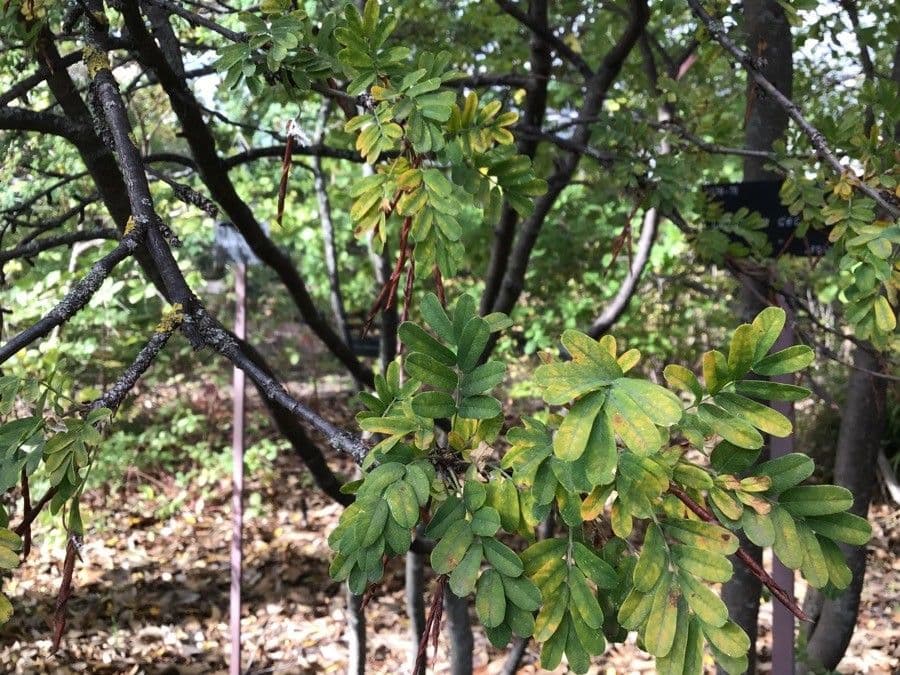 Caragana