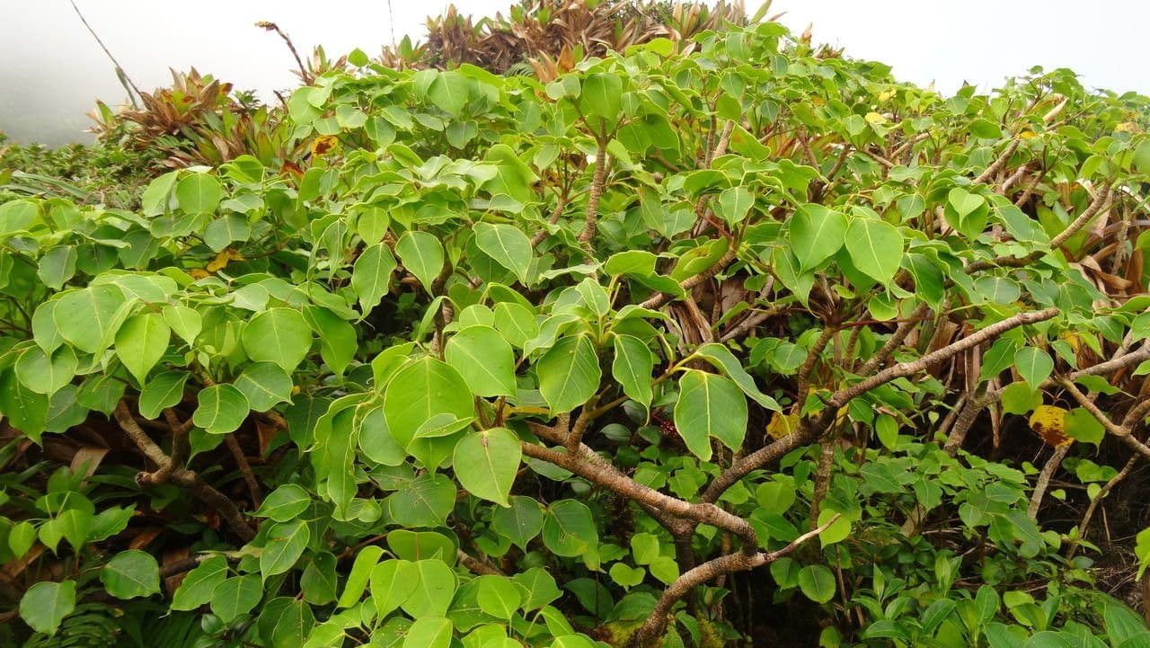 Schefflera 4