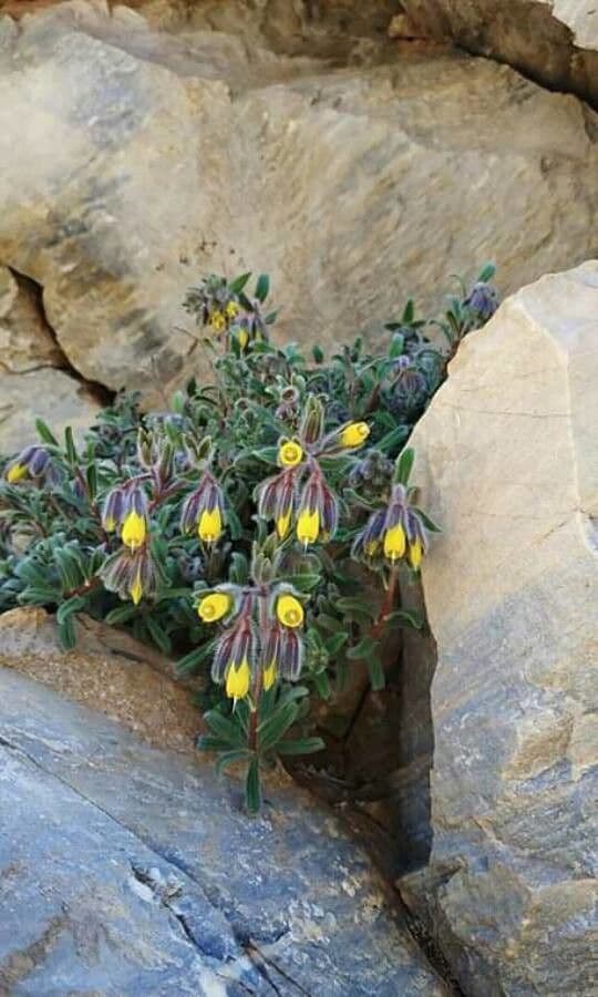 Goccia d'oro rocciosa 13