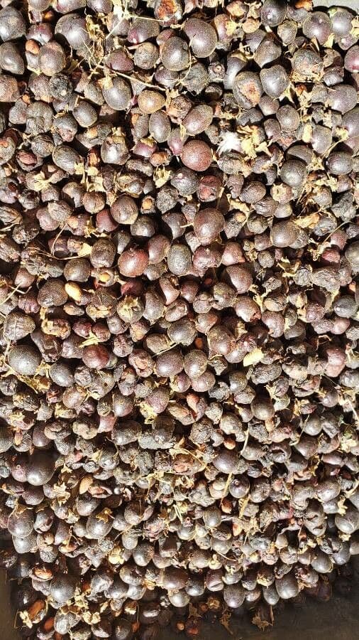 Vitex polygama 2