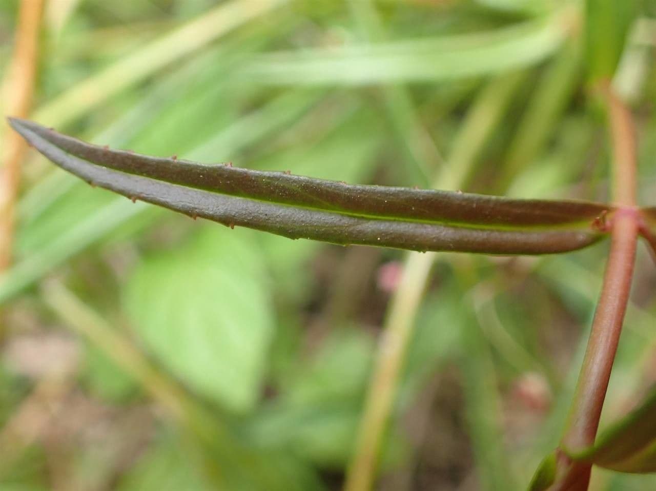 Veronica scudata 23