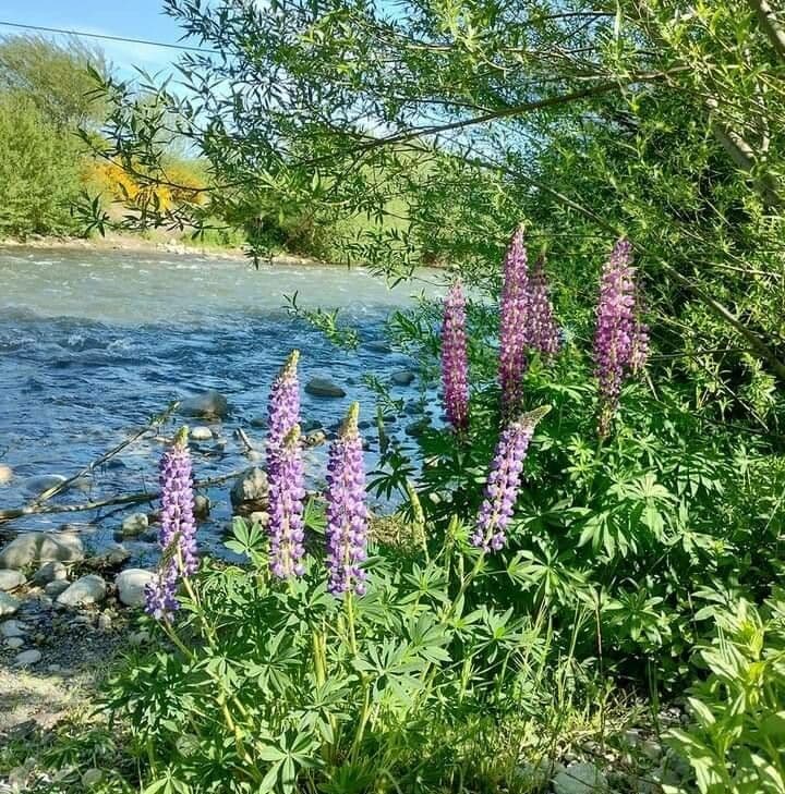 Stauden-Lupine 9