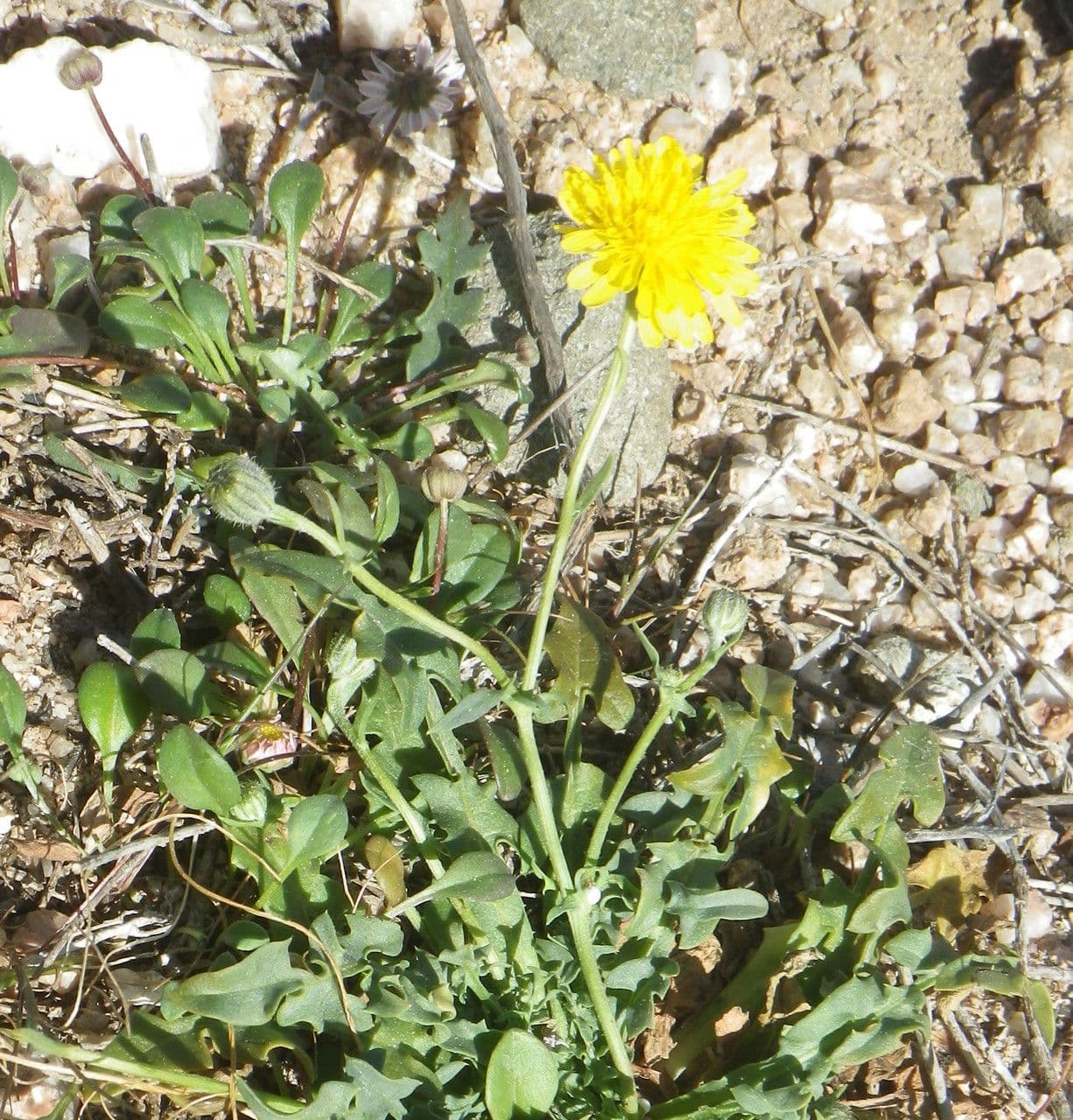 Crepis 4