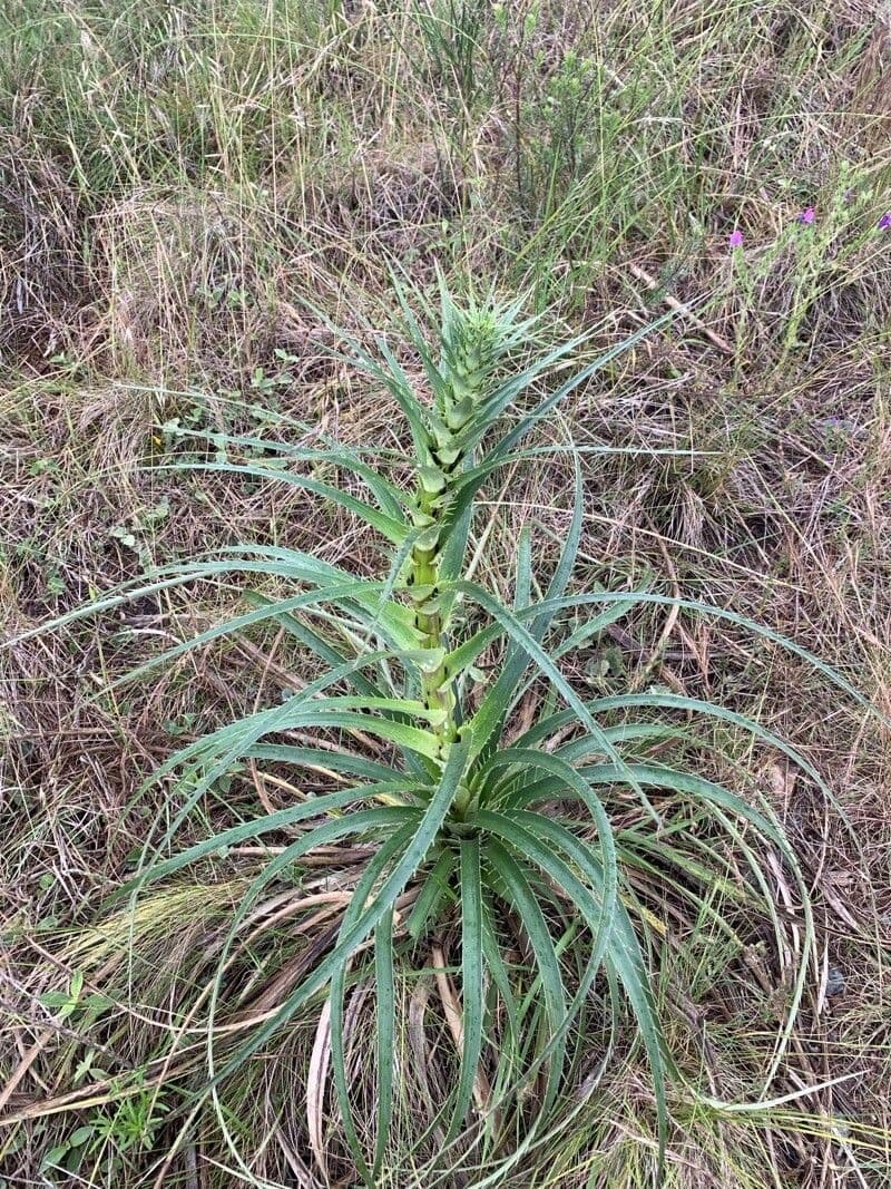 Panicaut de Humboldt 13