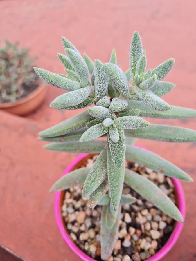 Crassula 8