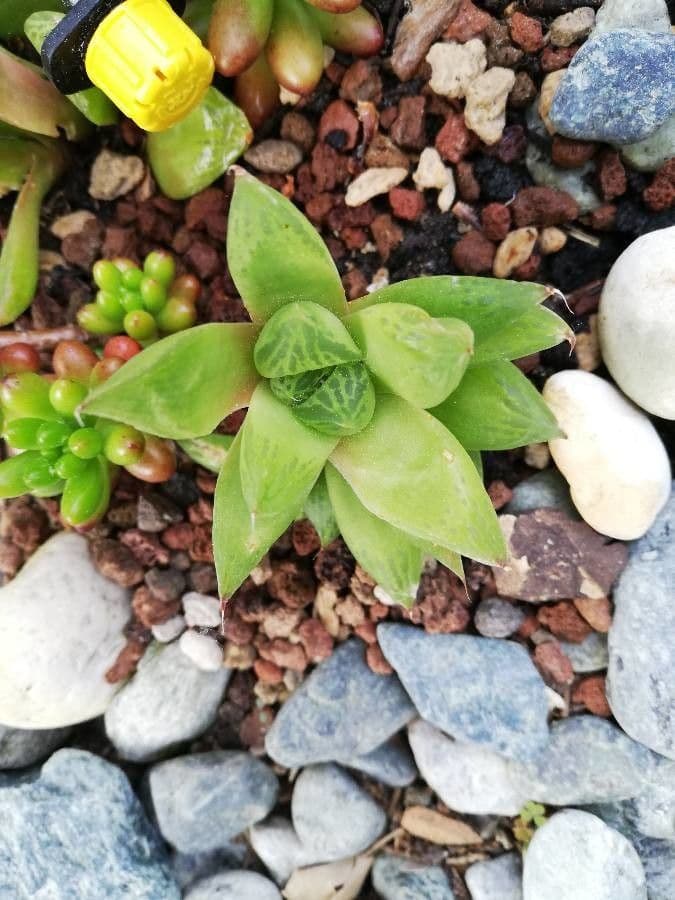 Haworthia 6