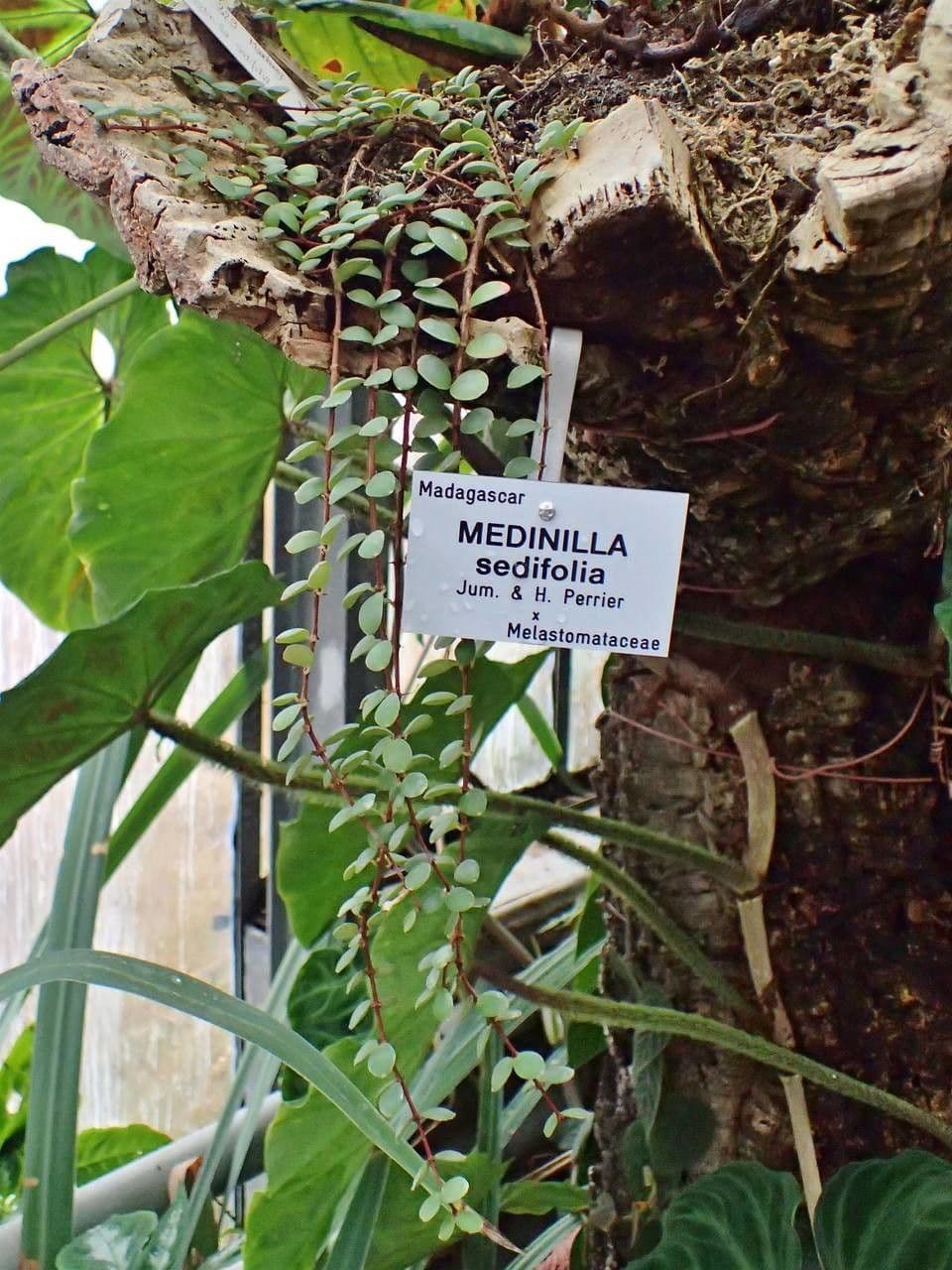 Medinilla 2