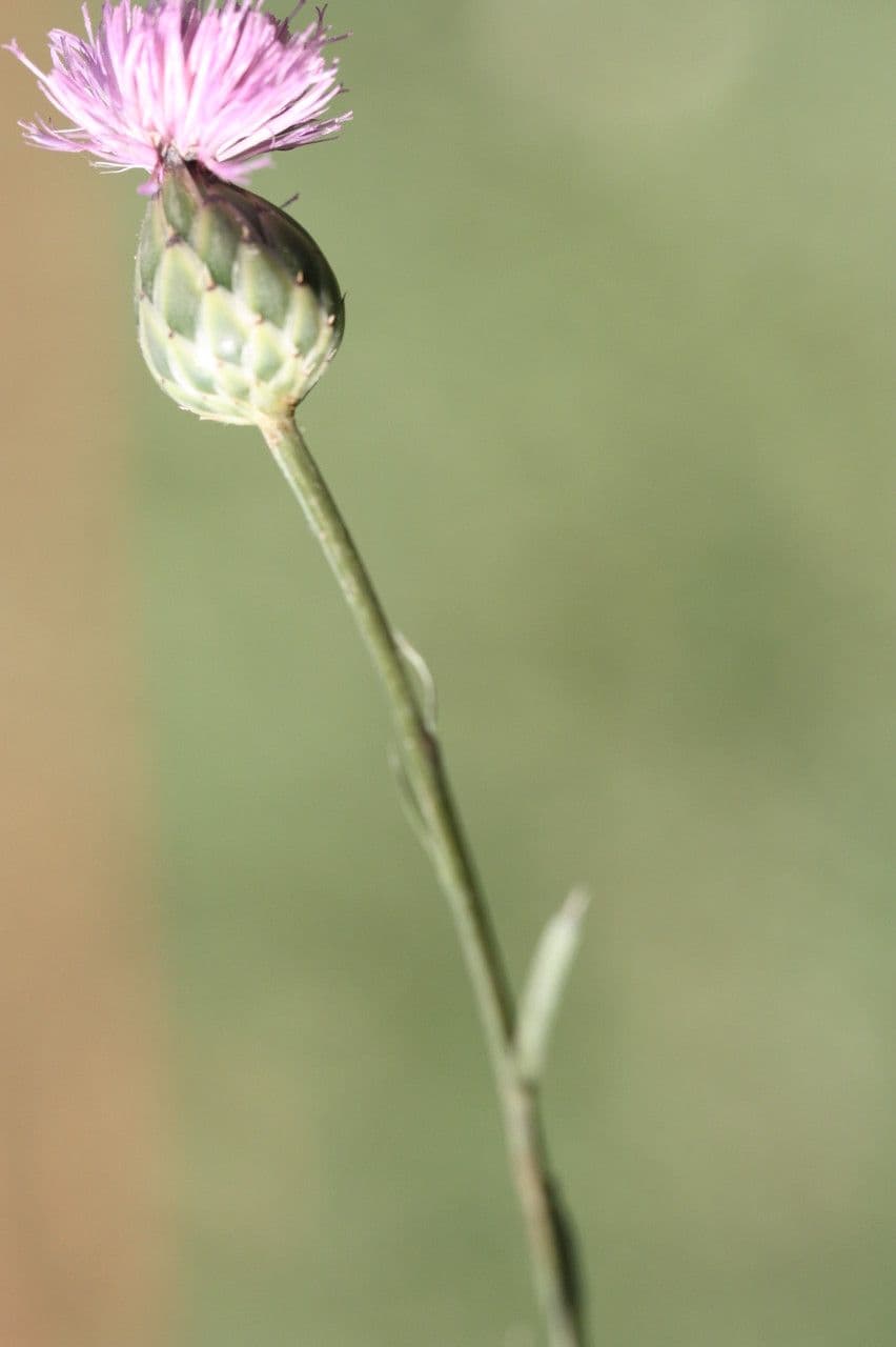 Mantisalca 5