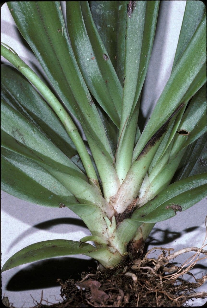 Cryptarrhena guatemalská 7