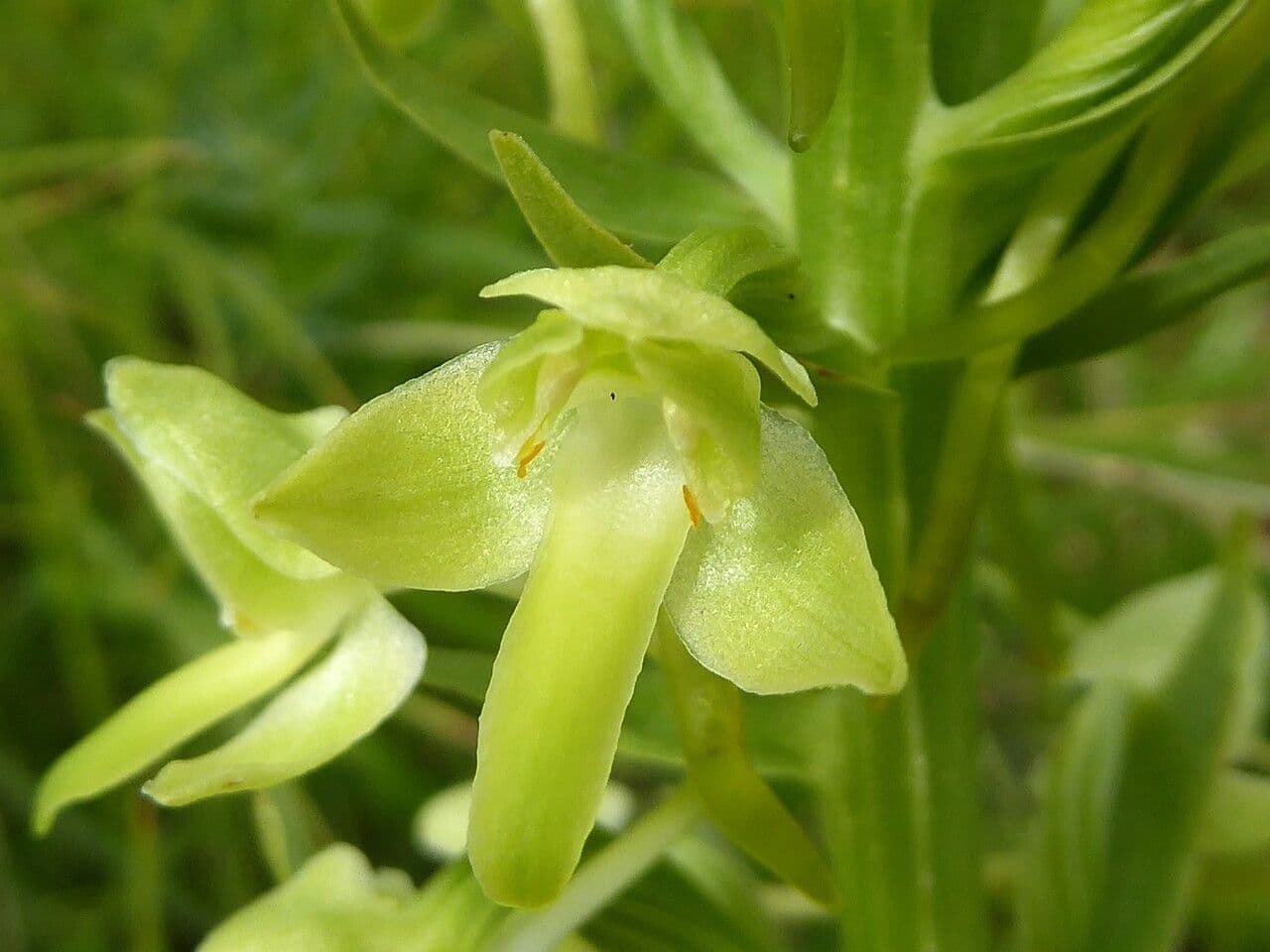 Platanthera algerina 3