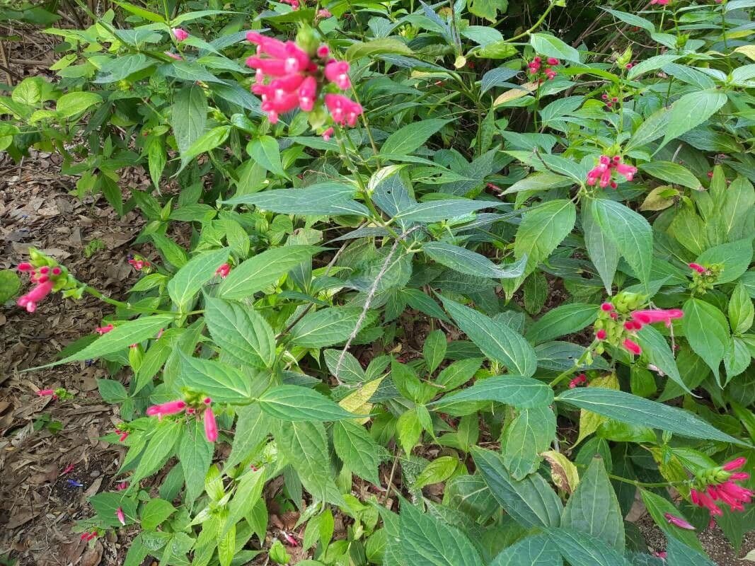 Salvia 6