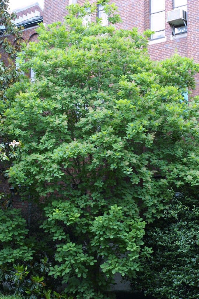 Albero dei piumini 10