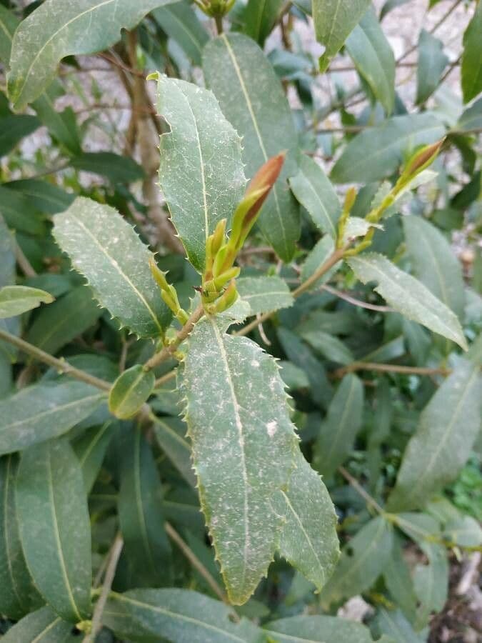 Osmanthus 3