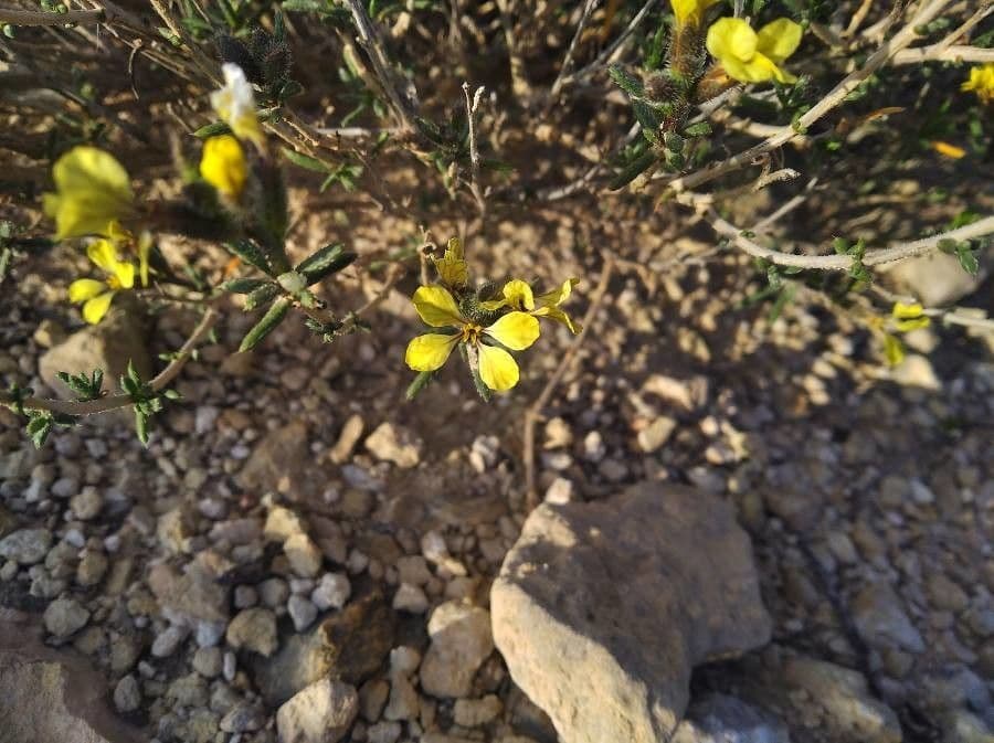 Vella 6