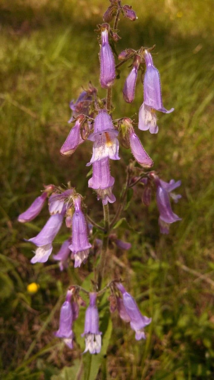 Penstemon šedý 7