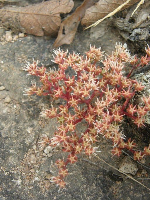Sedum 2