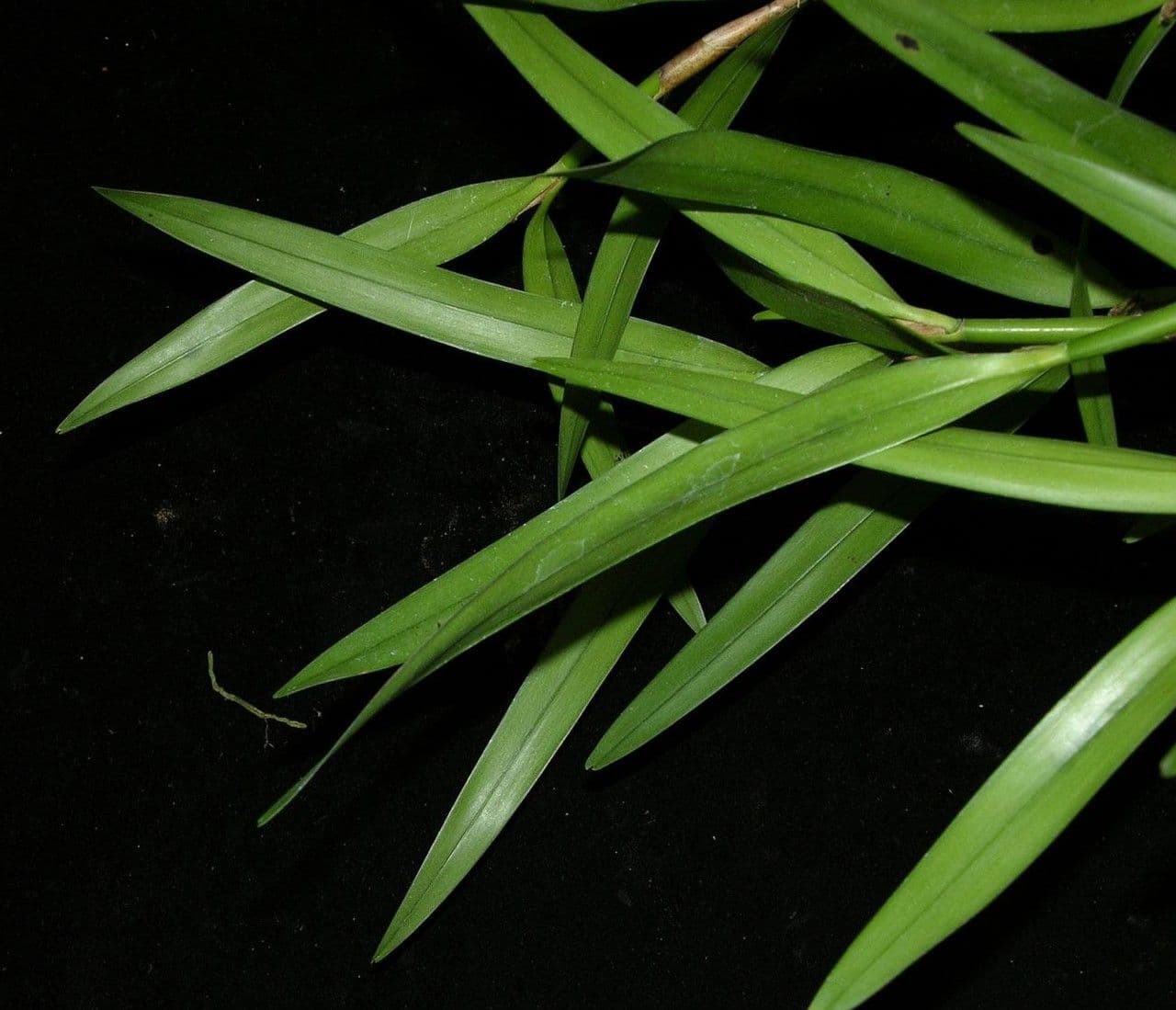 Scaphyglottis 9