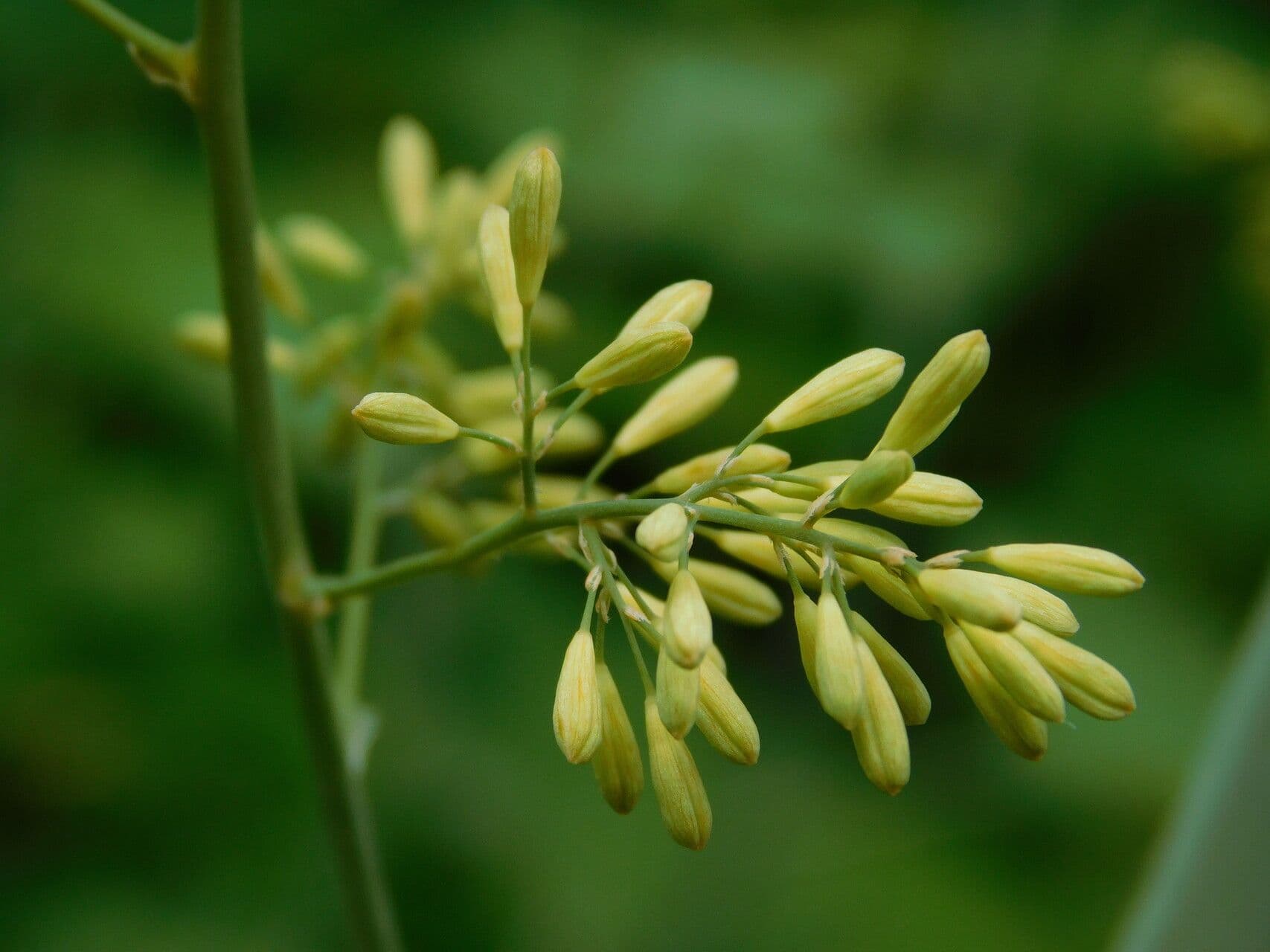 Macleaya 27