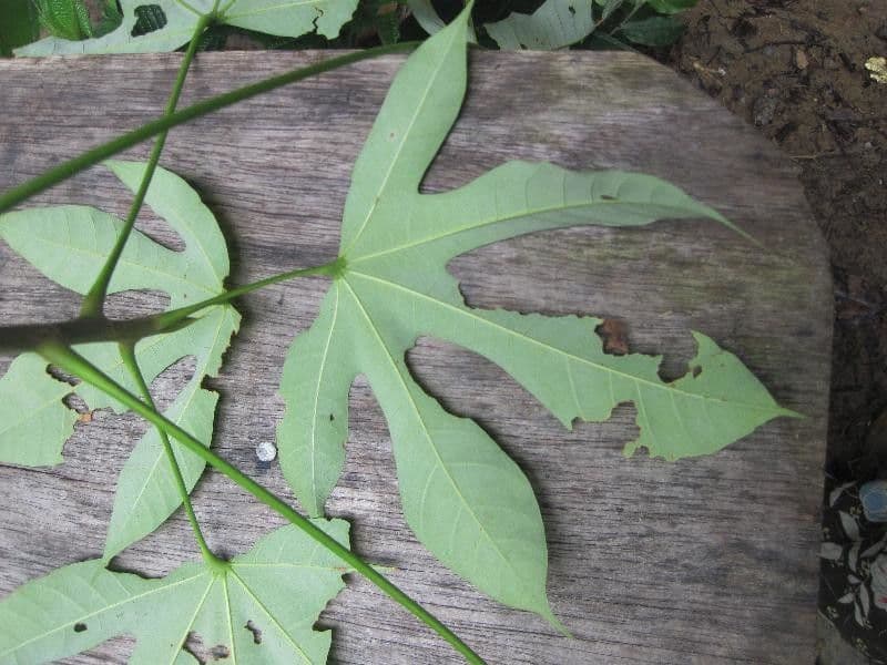 Sterculia 4
