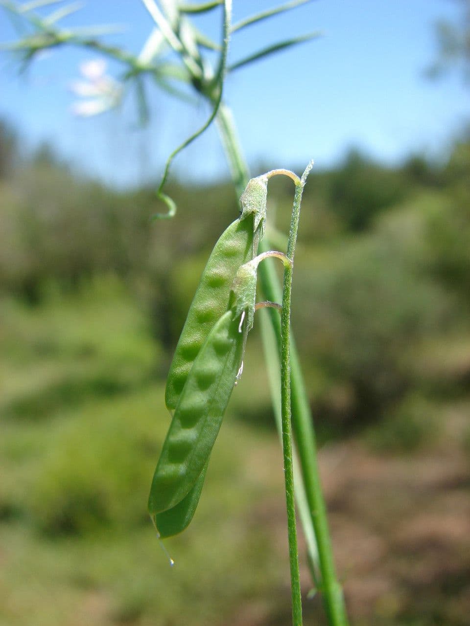 Vesce à petites fleurs 3