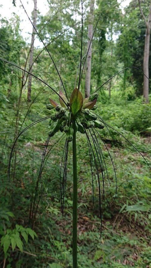 Východoindický arrowroot 9