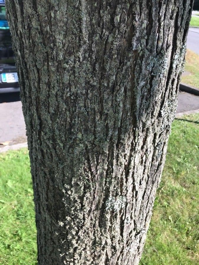 Catalpa comune 24