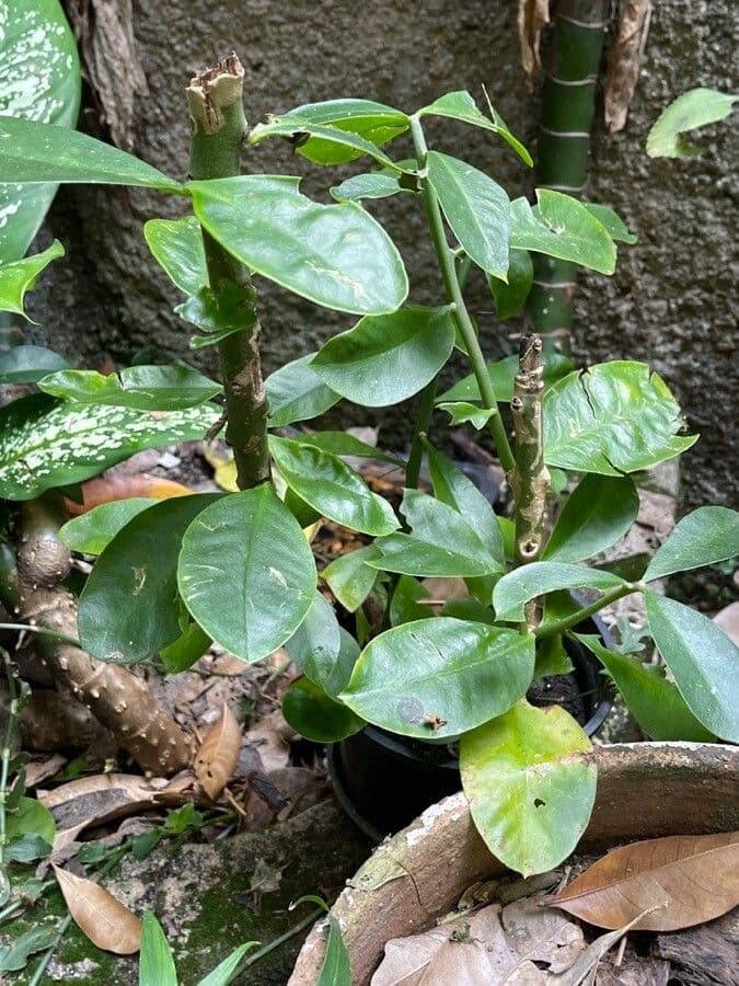 Cactus rosa 11