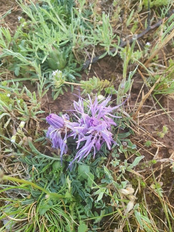 Sanftdistel