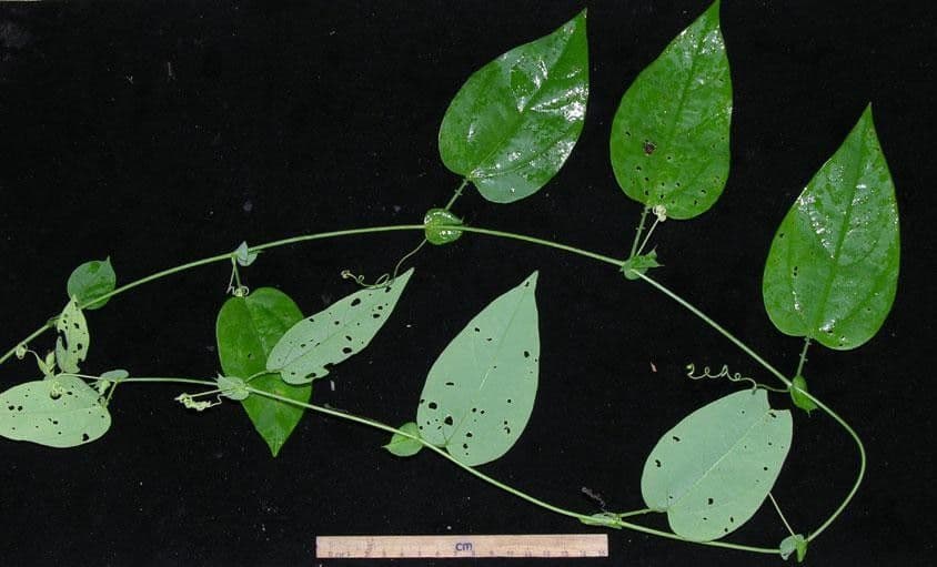Passiflora 12