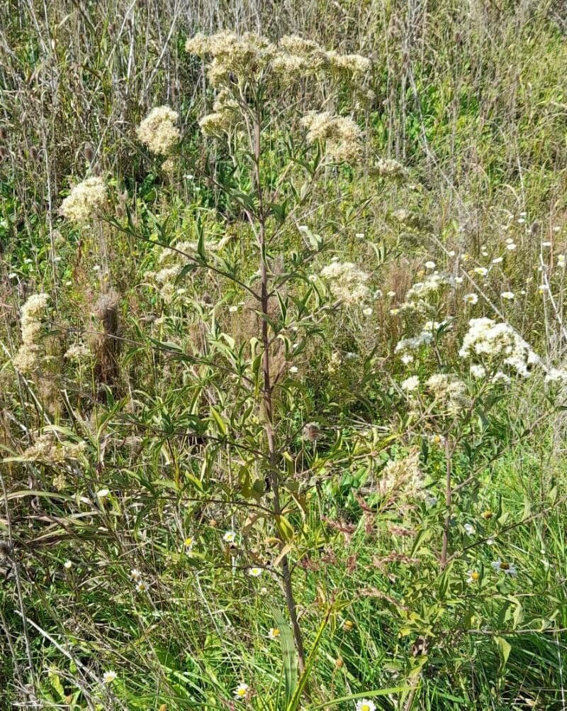 Austroeupatorium 6