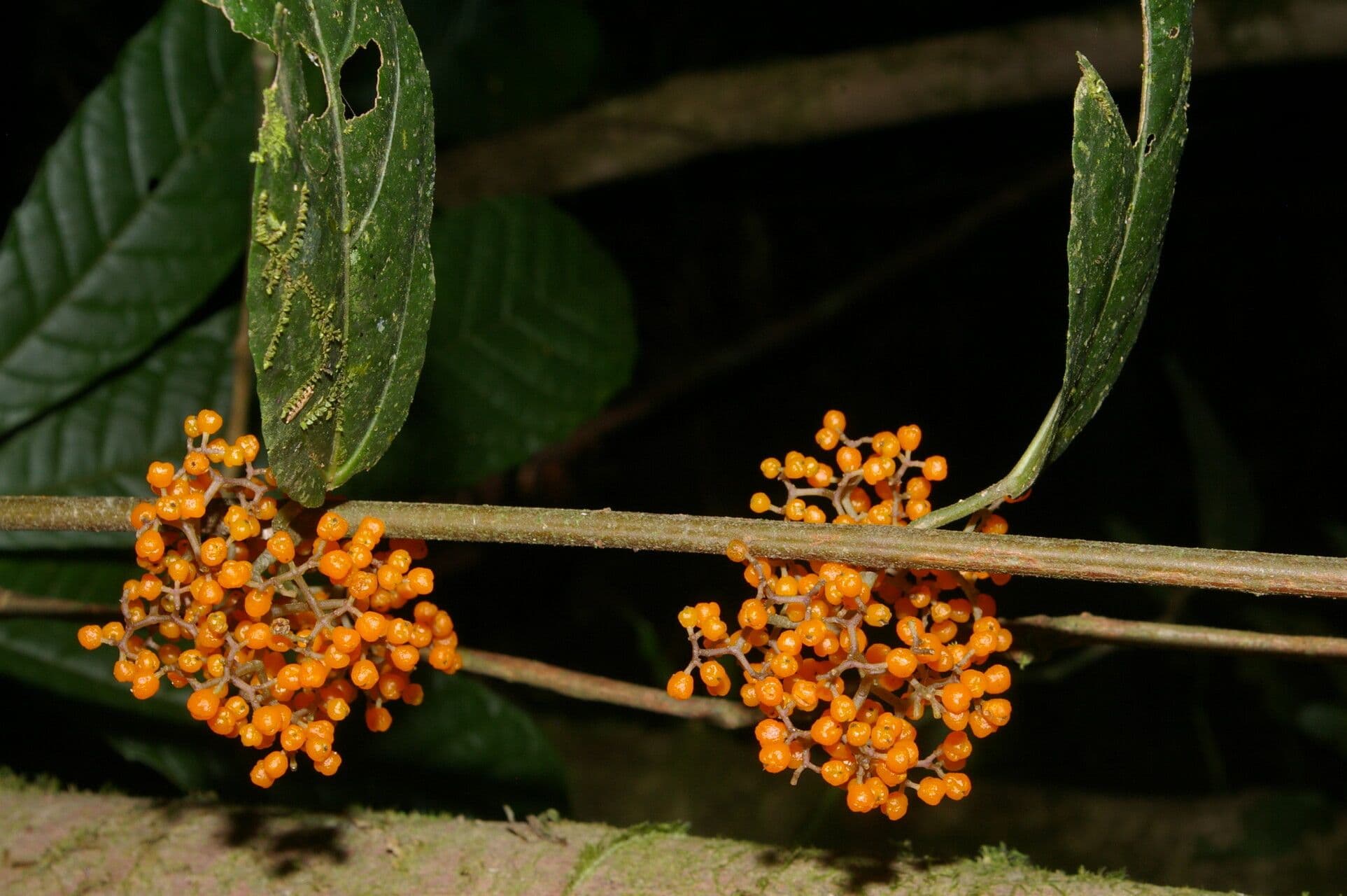 Urera lianiforme