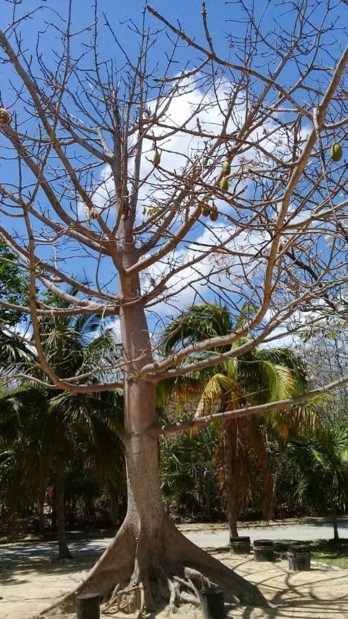 Ceiba 13