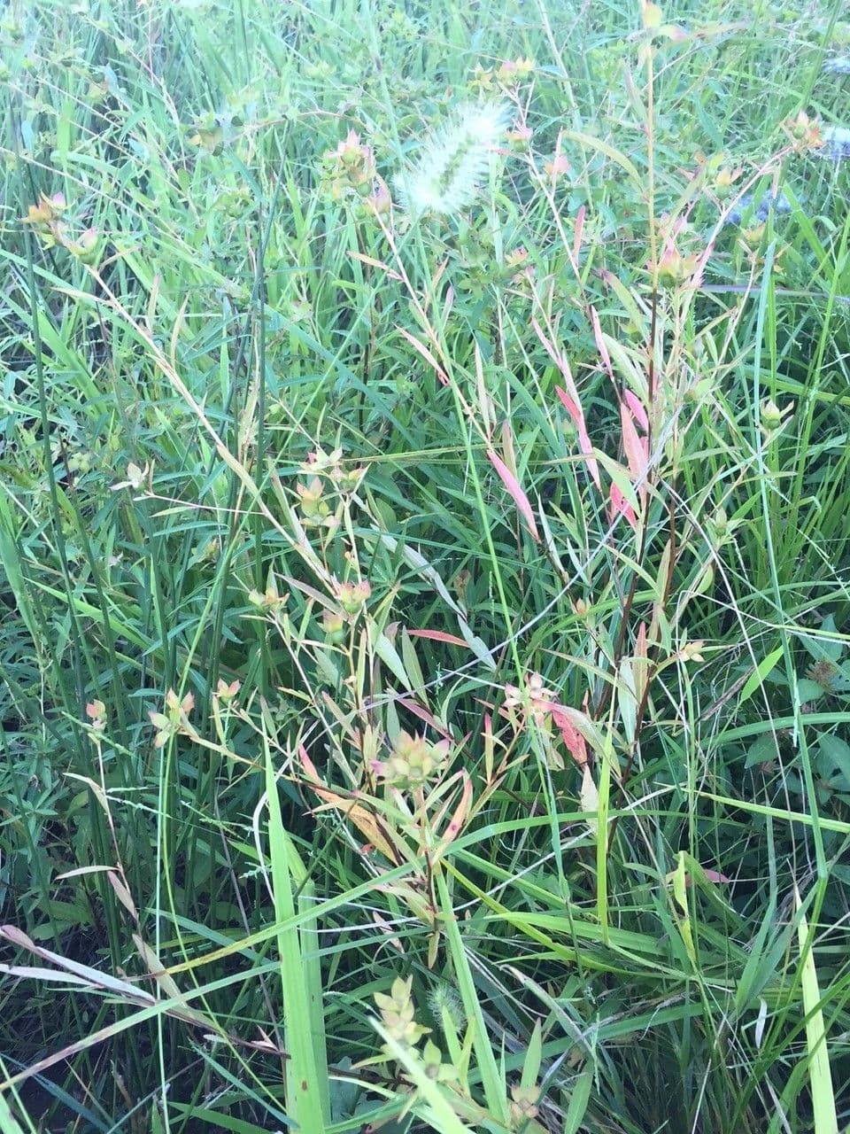Ludwigia alternifolia 13